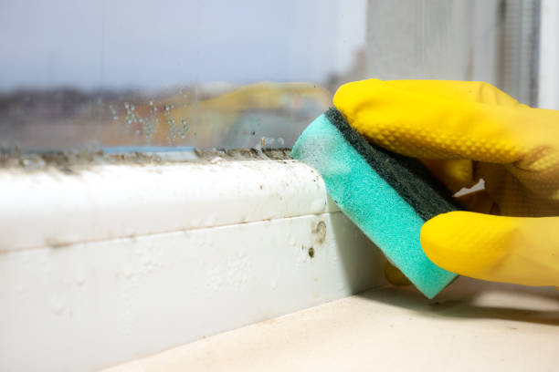 Best Post-Flood Mold Remediation in Gilroy, CA