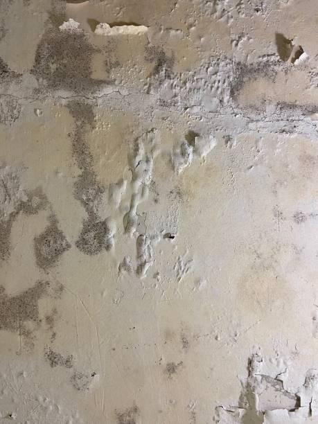 Best Residential Mold Remediation in Gilroy, CA