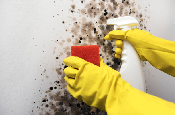 Best Bathroom Mold Remediation in Gilroy, CA