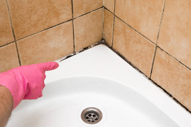 Best Mold Testing and Inspection Services in Gilroy, CA