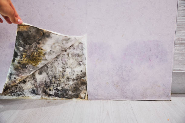 Best DIY Mold Remediation Support Services in Gilroy, CA